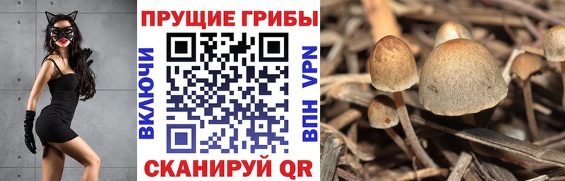 купить наркотики цена  Динская  Галлюциногенные грибы Cubensis 